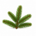 "RV Organica Siberian Fir Needle Essential Oil bottle displayed on a clean background, showcasing pure and natural fir needle oil with a fresh, crisp, forest-like aroma, ideal for aromatherapy, relaxation, and diffuser use."
