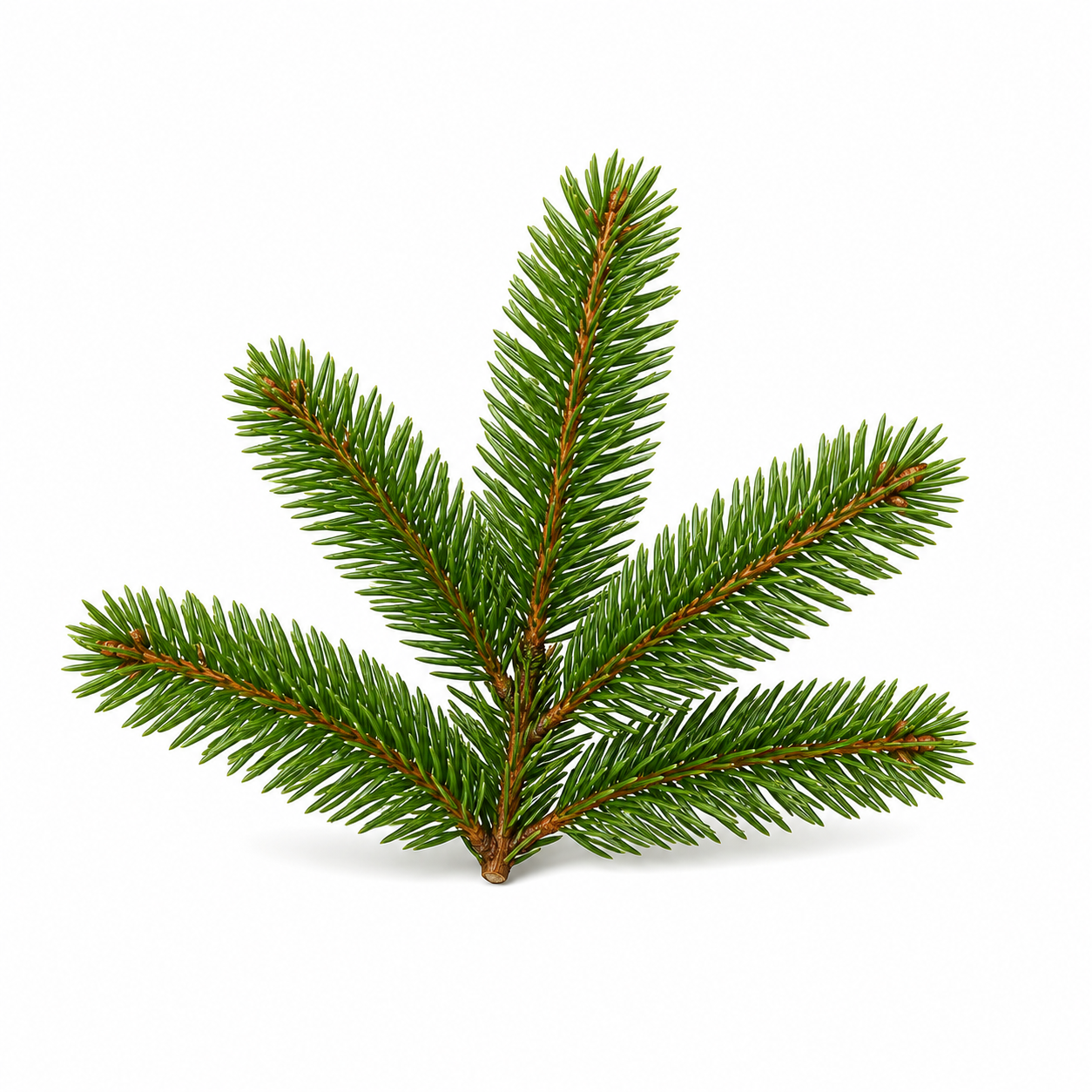 "RV Organica Siberian Fir Needle Essential Oil bottle displayed on a clean background, showcasing pure and natural fir needle oil with a fresh, crisp, forest-like aroma, ideal for aromatherapy, relaxation, and diffuser use."