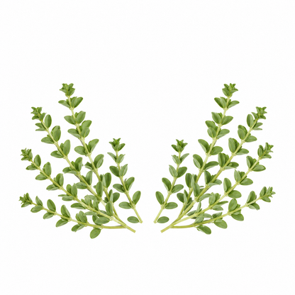 "RV Organica Thyme Essential Oil bottle placed on a clean surface, showcasing pure and natural thyme oil for aromatherapy, wellness, and diffuser use."
