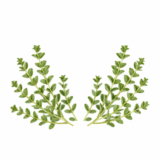 "RV Organica Thyme Essential Oil bottle placed on a clean surface, showcasing pure and natural thyme oil for aromatherapy, wellness, and diffuser use."