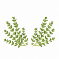 "RV Organica Thyme Essential Oil bottle placed on a clean surface, showcasing pure and natural thyme oil for aromatherapy, wellness, and diffuser use."
