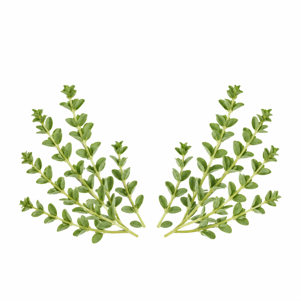 "RV Organica Thyme Essential Oil bottle placed on a clean surface, showcasing pure and natural thyme oil for aromatherapy, wellness, and diffuser use."