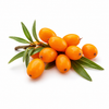 Sea Buckthorn Carrier Oil