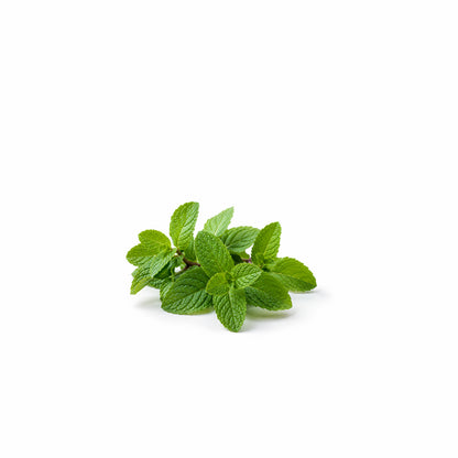 Fresh spearmint leaves with natural essential oil for cooling aromatherapy and wellness product display