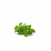 Fresh spearmint leaves with natural essential oil for cooling aromatherapy and wellness product display
