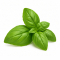 Fresh sweet basil leaves isolated on a white background