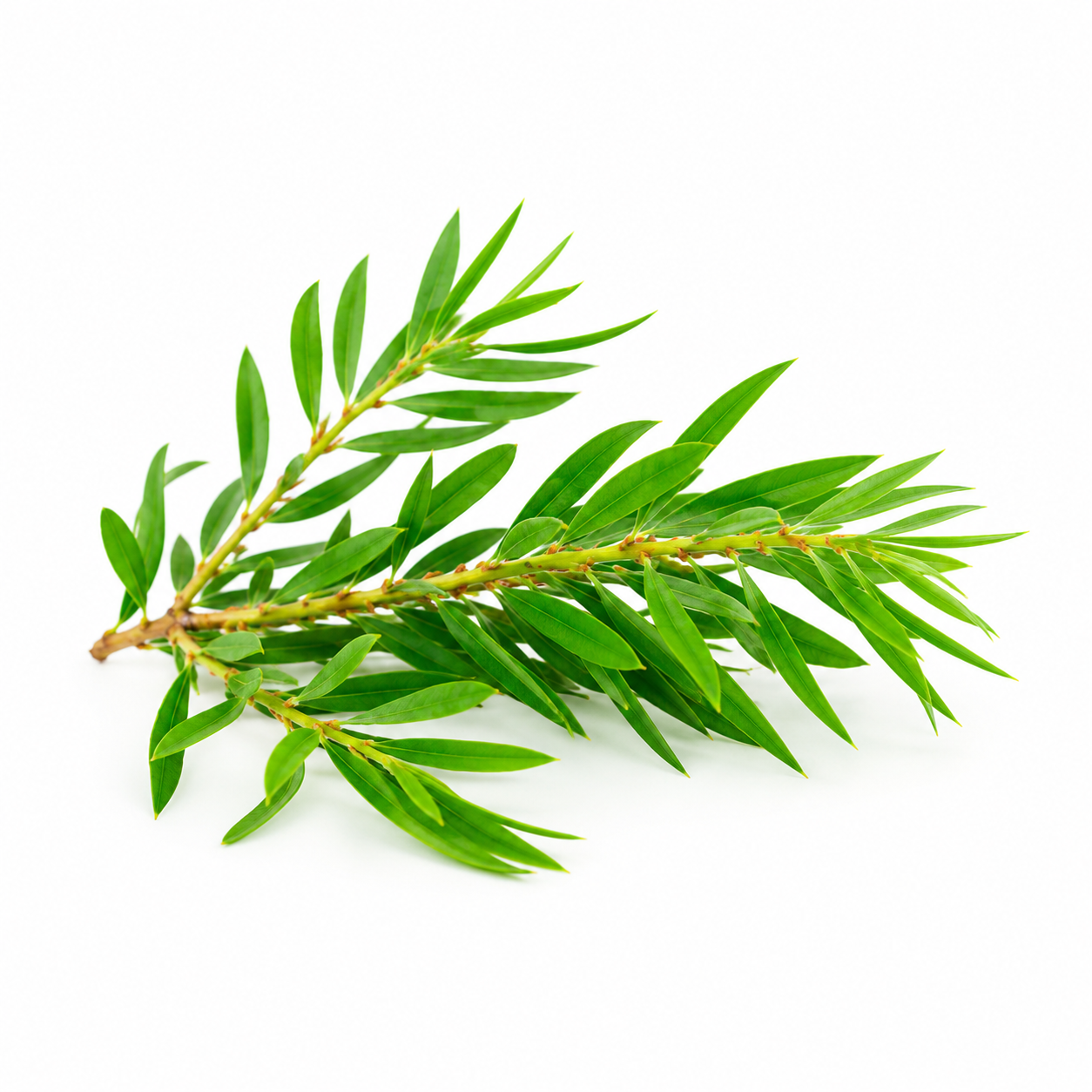 Tea Tree Essential Oil
