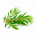 Tea Tree Essential Oil