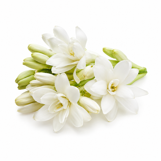 Tuberose Fragrance Oil