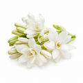 Tuberose Fragrance Oil