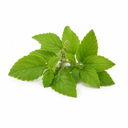 Tulsi Fragrance Oil with a fresh herbal and aromatic aroma, offering uplifting holy basil notes and a long-lasting scent ideal for candles, soaps, perfumes, and personal care products.