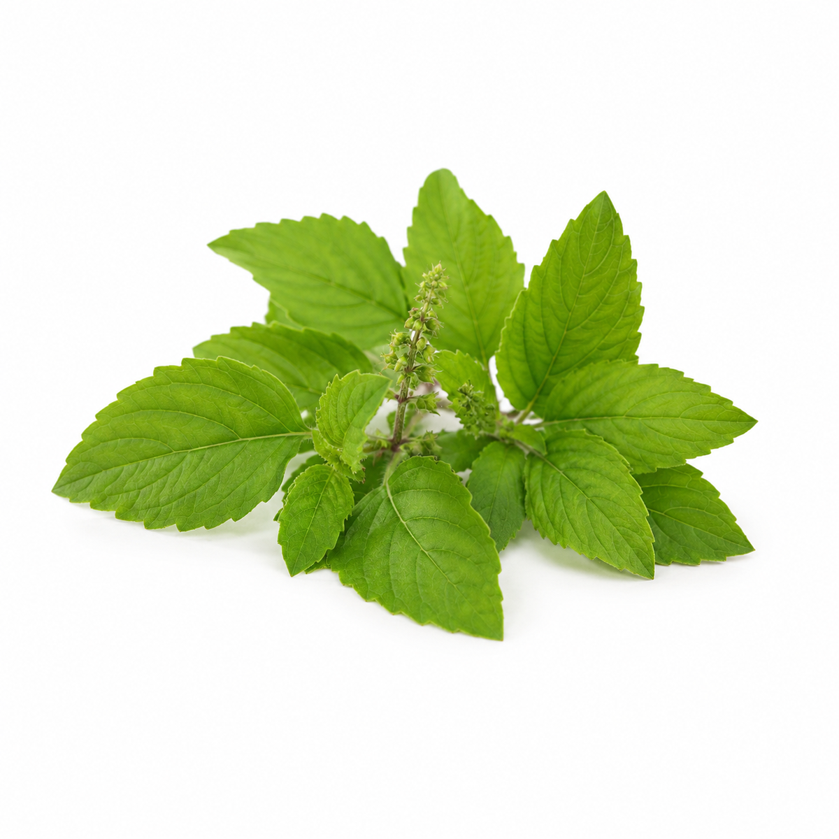 Tulsi Fragrance Oil with a fresh herbal and aromatic aroma, offering uplifting holy basil notes and a long-lasting scent ideal for candles, soaps, perfumes, and personal care products.