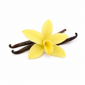 Delicate vanilla flowers with vanilla bean pods arranged on a clean white background, natural botanical ingredient for aromatherapy, skincare, and essential oil products.