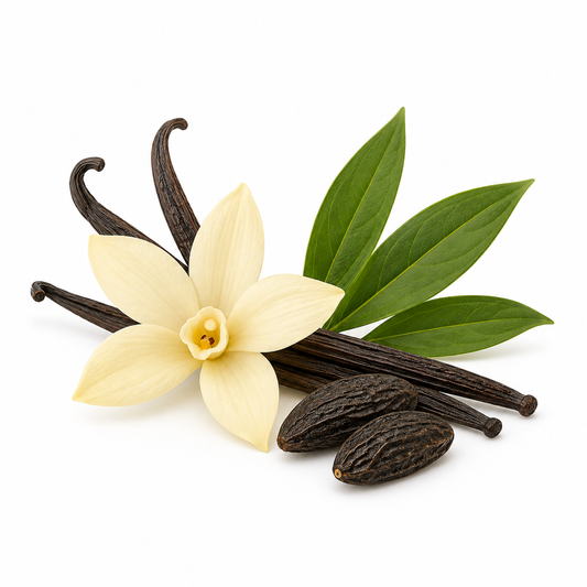 Vanilla Tonka Fragrance Oil with a warm sweet gourmand aroma, blending creamy vanilla and rich tonka bean notes for candles, soaps, perfumes, and personal care products.