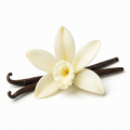 Vanilla Fragrance Oil