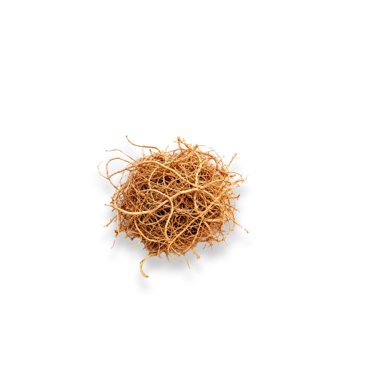 Fresh vetiver roots with natural essential oil for earthy aromatherapy and wellness product display