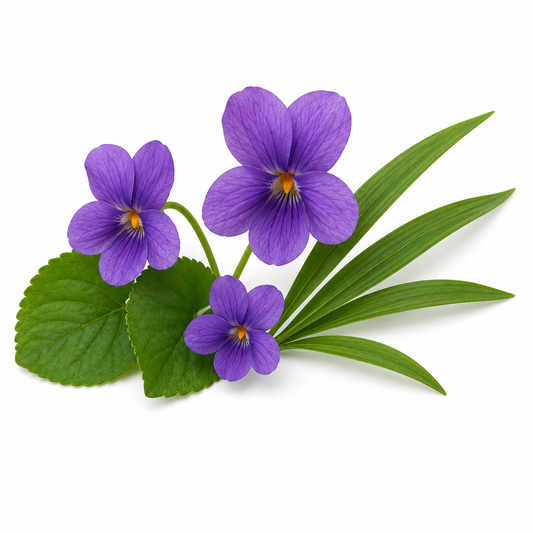 Violet Fragrance Oil with a soft floral and powdery aroma, inspired by fresh violet blossoms for an elegant, delicate, and long-lasting scent ideal for candles, soaps, perfumes, and personal care products. - second image