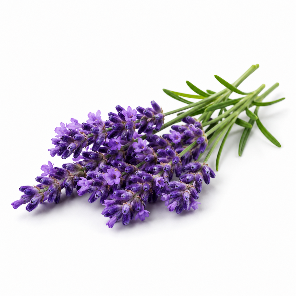 Wild Lavender Fragrance Oil with a soothing floral and herbal aroma, offering calming lavender notes and a long-lasting scent ideal for candles, soaps, perfumes, and personal care products.