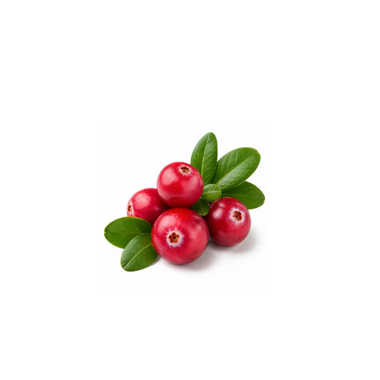 Fresh wintergreen leaves with natural herbal essence isolated on white background