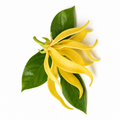 Ylang Ylang Essential Oil